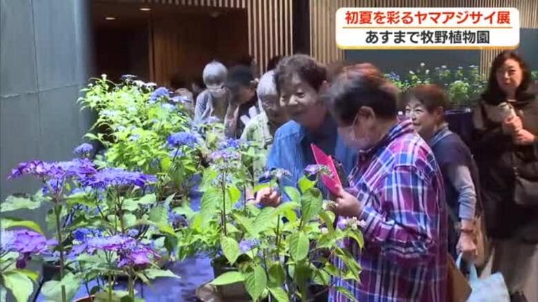 【高知】初夏を彩るヤマアジサイ｜FNNプライムオンライン