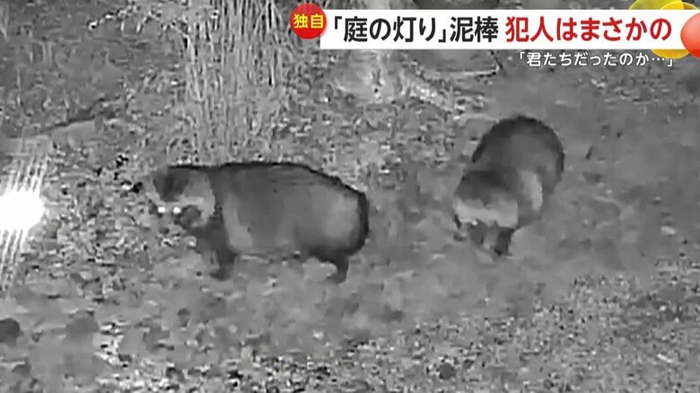 「君たちだったんだ」庭のライト“窃盗犯”正体は“タヌキ”　見張り役と実行役で連携か　約1カ月で5個持ち逃げ　岐阜・恵那市｜FNNプライムオンライン