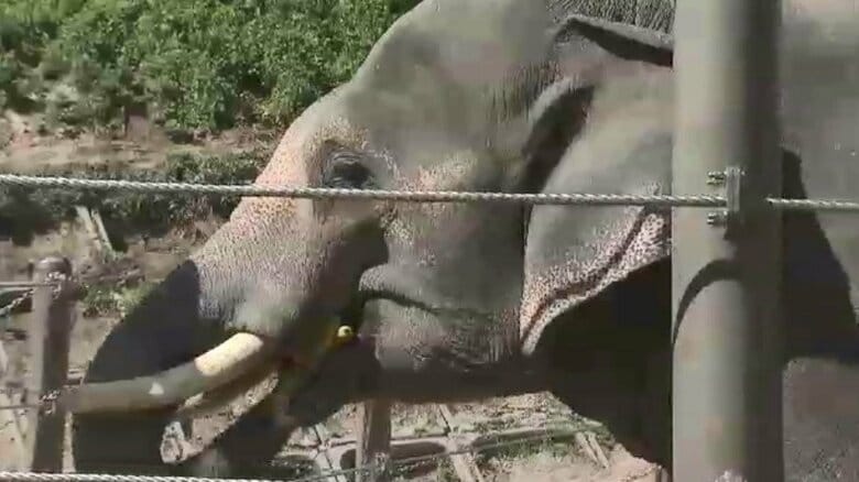 障害ある子供たちを“夜の動物園”に無料招待　対象を17歳以下までに拡大　イヤーマフ貸し出しや車いすマップ配布など配慮　福岡市｜FNNプライムオンライン