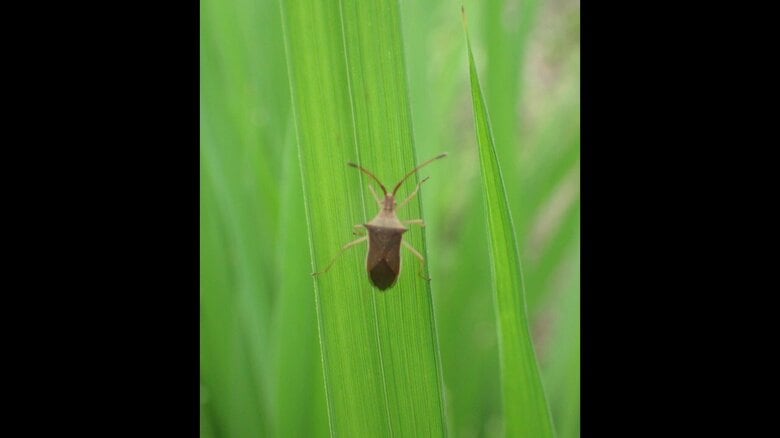 コメの天敵「カメムシ」平年の2倍に 米の品質低下など被害の恐れ 19年ぶりに注意報を発表 少雨と高温が原因か｜FNNプライムオンライン