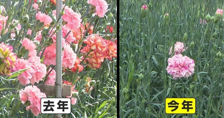 まもなく「母の日」なのに…“カーネーション”に異変　つぼみ目立ち、不十分な開花　生産者「去年の猛暑で苗が萎縮」｜FNNプライムオンライン