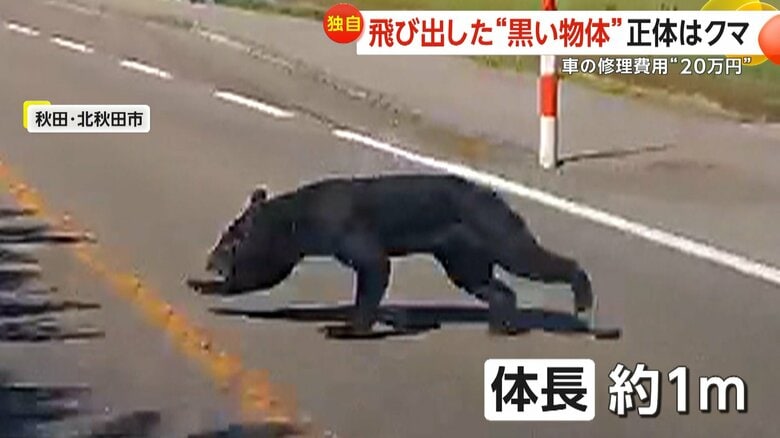 「黒い物体がいるな」正体はクマ！車道に飛び出し車と衝突も受け身取り走り去る…バンパー破損で修理費は20万円　秋田｜FNNプライムオンライン