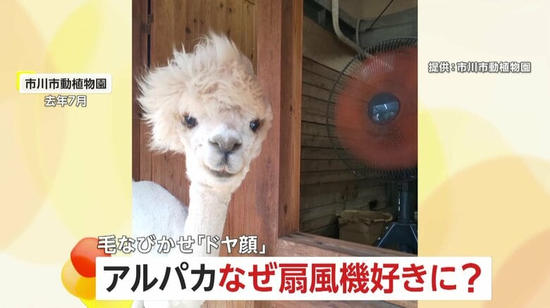 なぜ？扇風機好きのアルパカ　毛をなびかせながら“ドヤ顔”で960万回再生…今年も注目集まる　千葉・市川市｜FNNプライムオンライン