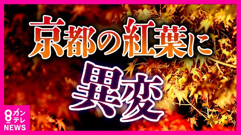 日本の四季はどうなる 京都の「モミジ」に異変！本格的な紅葉シーズン前に猛暑の影響で枝ごと枯れる　ライトアップ遅らせる対応も　春に咲く桜も返り咲き｜FNNプライムオンライン