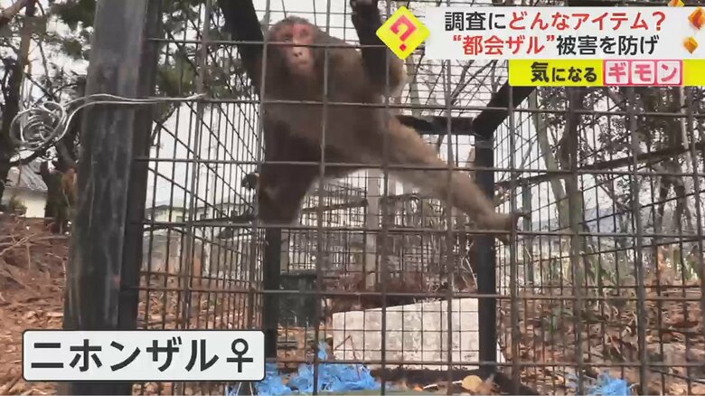 捕獲され、興奮気味に檻の中を動き回る(2月2日、広島県廿日市市)