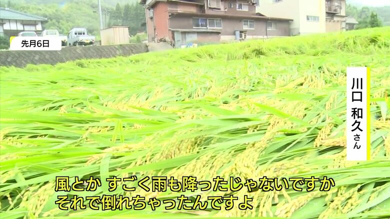 稲が倒れてしまったことも
