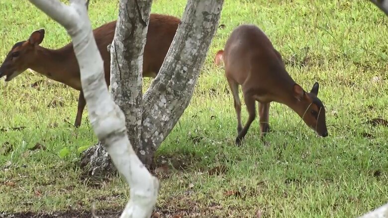 中国や台湾が原産地の動物「キョン」 特定外来生物に指定されている