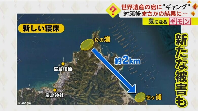 テープ対策で島の約2km東側に移動したとみられるカワウ
