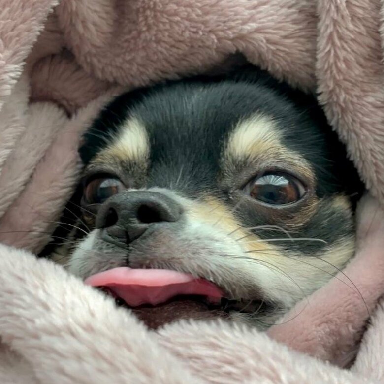 提供：チワワのごまじろーさん