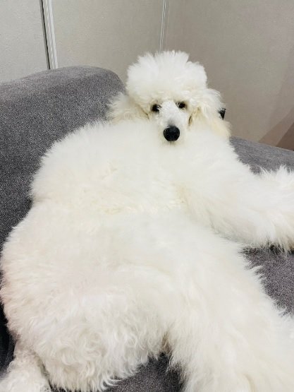 まるで毛皮のコート？