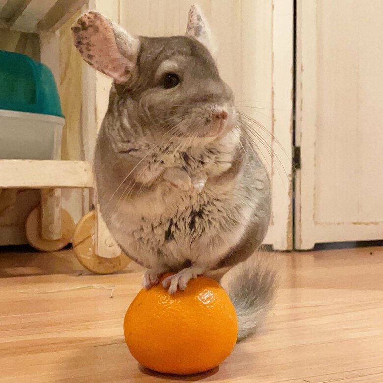 提供：おもちさん