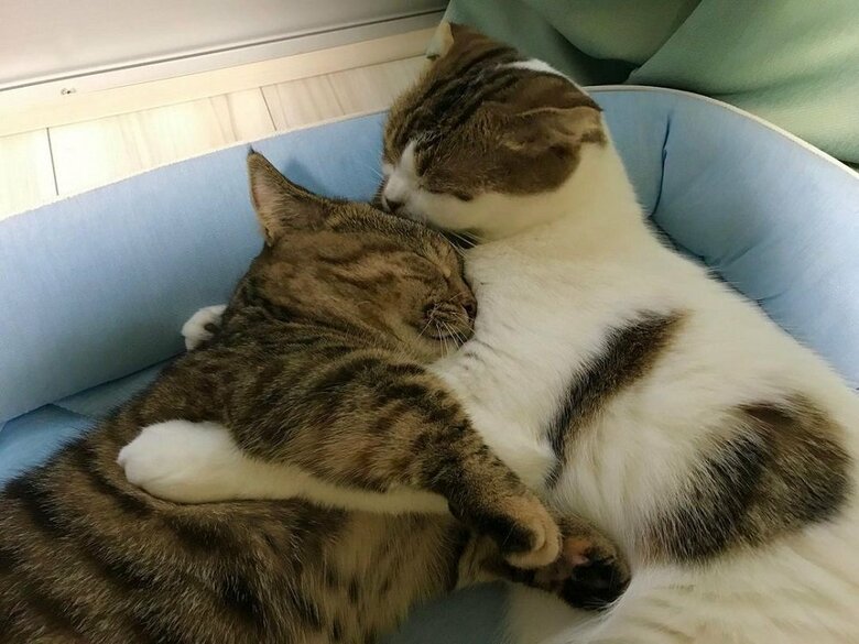 抱きしめ合う2匹