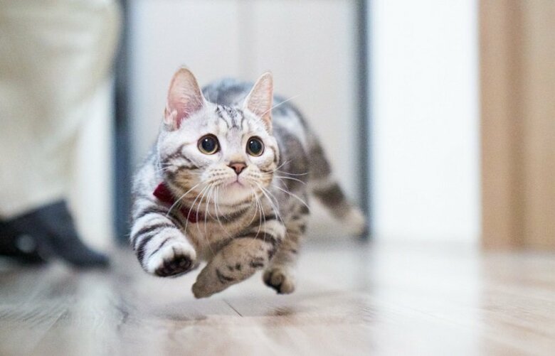 こちらは同居猫の「のね」ちゃん