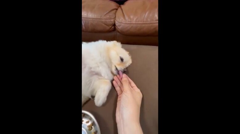 指をなめる様子も可愛い