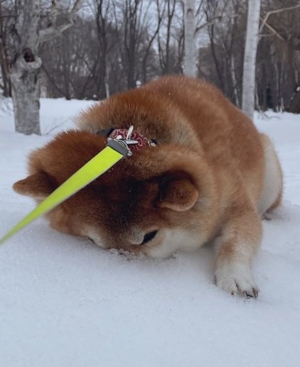 2022年2月のハルちゃん。雪に鼻を埋めて“帰宅拒否”中