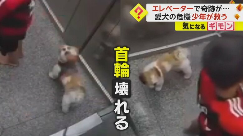首輪が外れ、少年とイヌが床に着地した