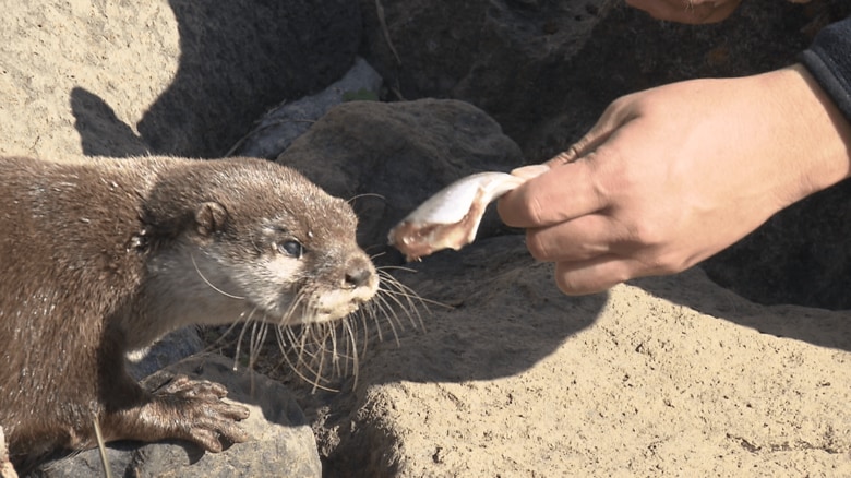 アロハガーデンたてやまのコツメカワウソ・ミモちゃん
