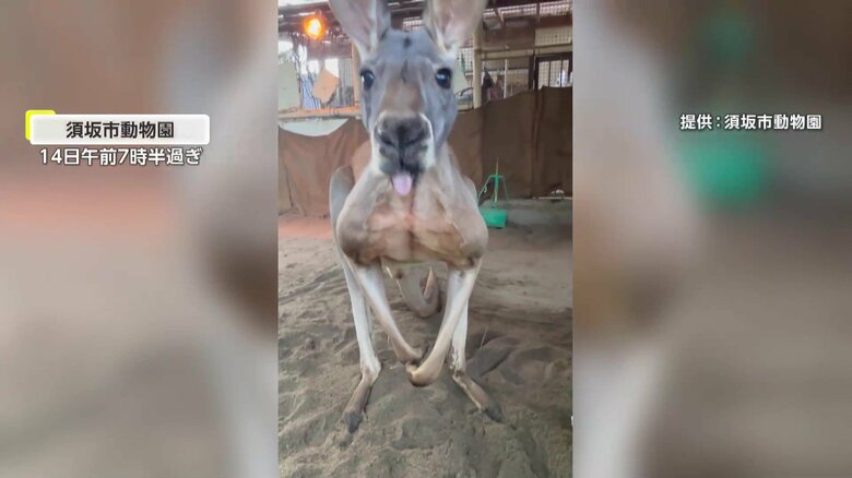 カンガルーのエイトくん