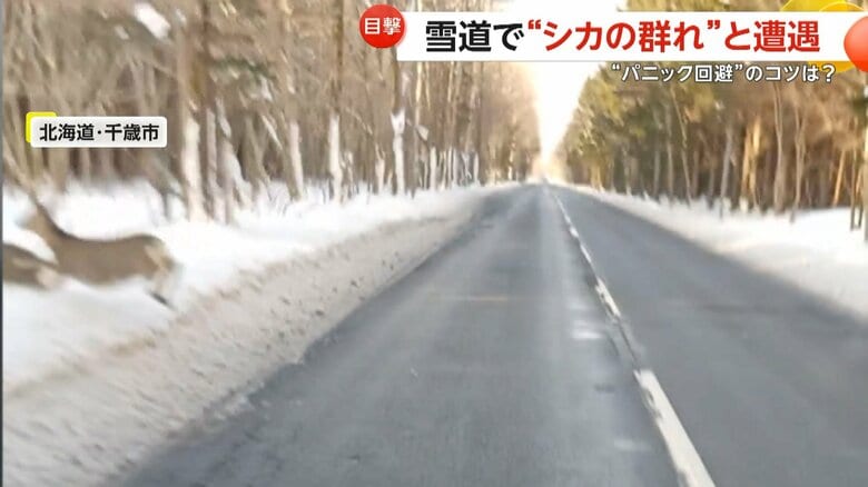 シカの群れが相次いで道路を横断する瞬間（2025年12月16日、北海道・千歳市）⑤