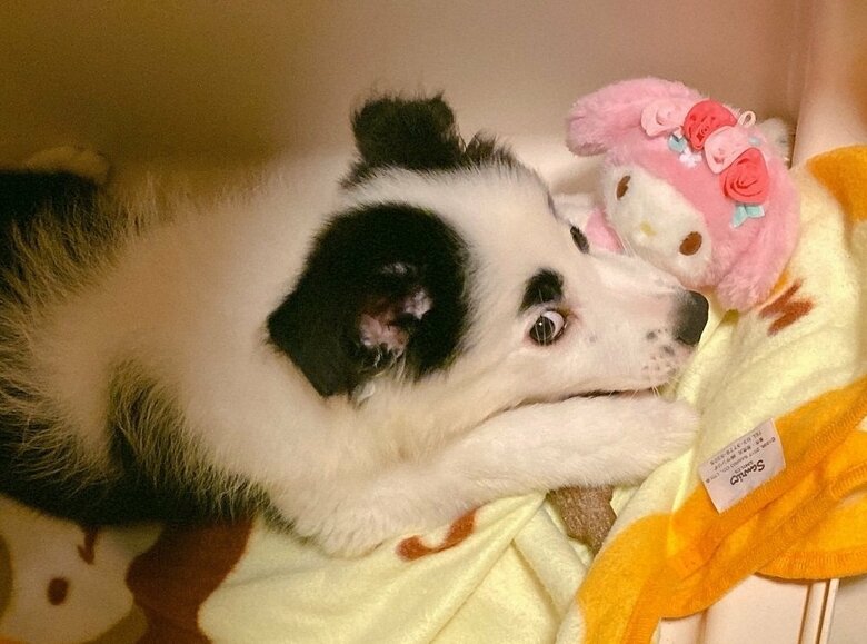 愛嬌のある可愛らしい模様