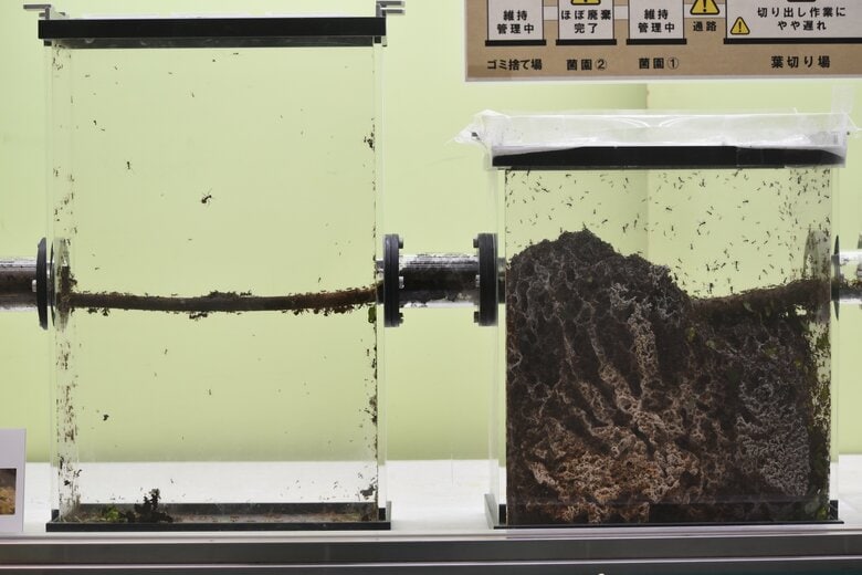 6月24日に撮影したハキリアリの菌園の様子。左の菌園がもう確認できない【画像：（公財）東京動物園協会】