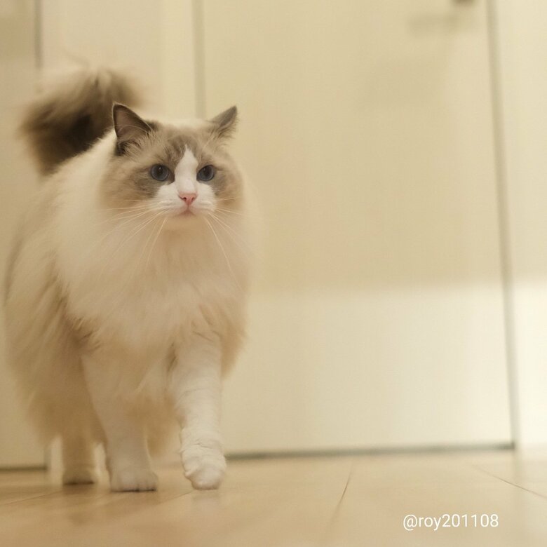 提供：ロイ(Roy)くん@ラグドールさん