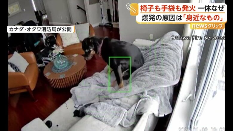 突然ソファから降りようとする犬
