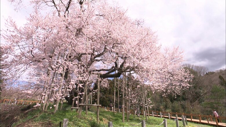 福島県の最南端にある矢祭町　東北の春告げ桜ともいわれる