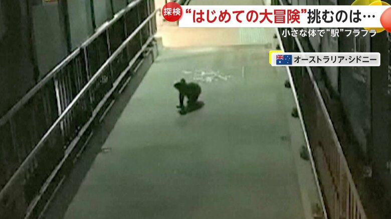 エレベーターを諦め駅を闊歩（かっぽ）するコアラ