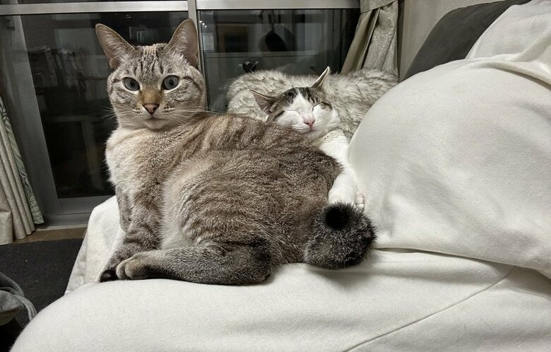 妊娠中　ふくるくんも母親の膝上でくつろぐ