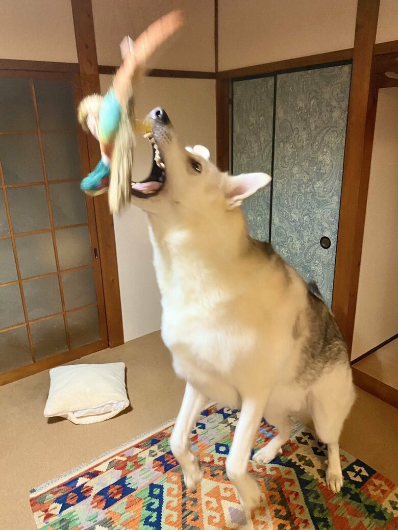 キジのぬいぐるみをキャッチする瞬間