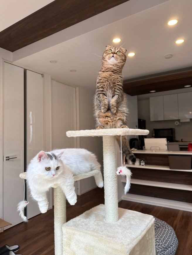 こちらはキャットタワーに“登頂成功”したたぬ吉くん