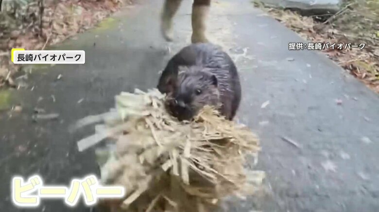 干し草などを抱えながら二足歩行で歩くビーバー