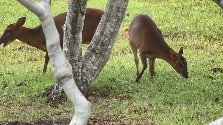 中国や台湾が原産地の動物「キョン」　特定外来生物に指定されている