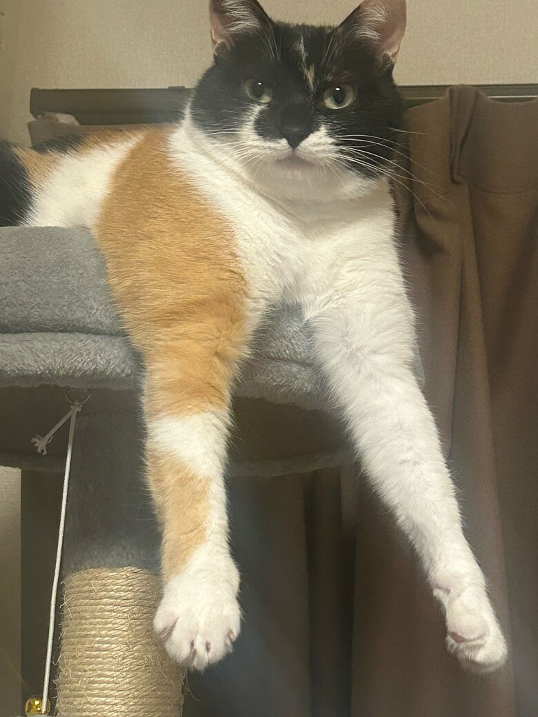 くつろぎの表情２