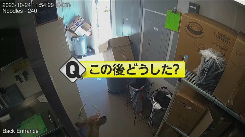 シカは、裏口からそのまま外へと出て行った