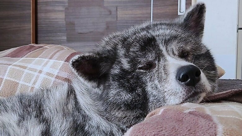 ソファーで落ち着くだいちくん