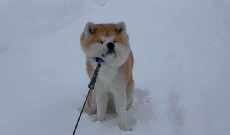「帰りたくない！」と踏ん張るまるくん