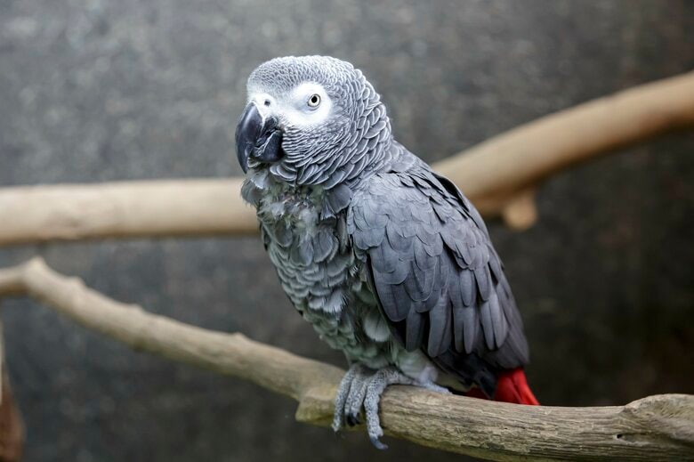 大型の鳥は鳴き声が大きくトラブルの原因にも…（画像はイメージ）