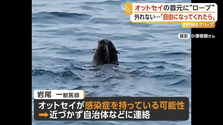 正面を向いたオットセイ