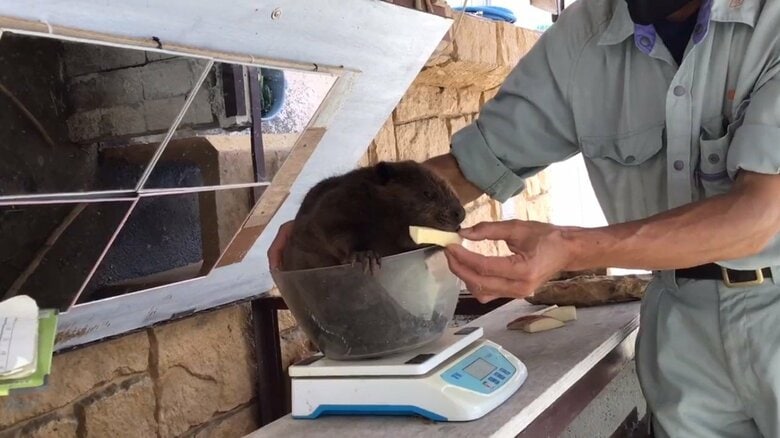 赤ちゃんビーバーの体重測定　提供：甲府市遊亀公園附属動物園