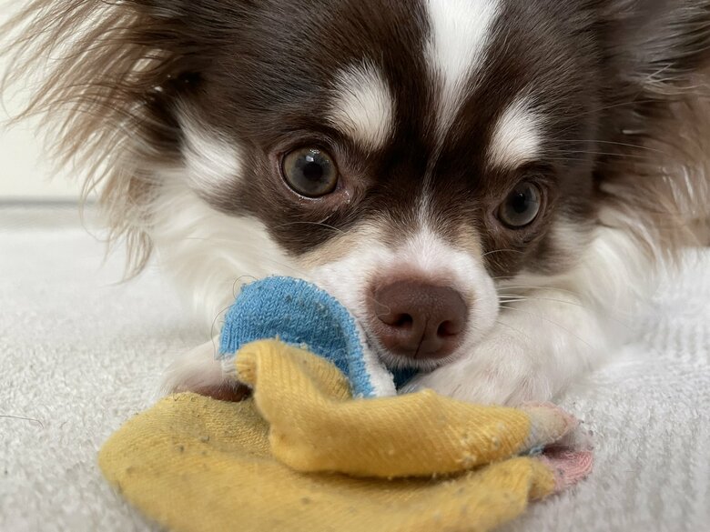 飼い主さんの娘さんの靴下で遊ぶそると君