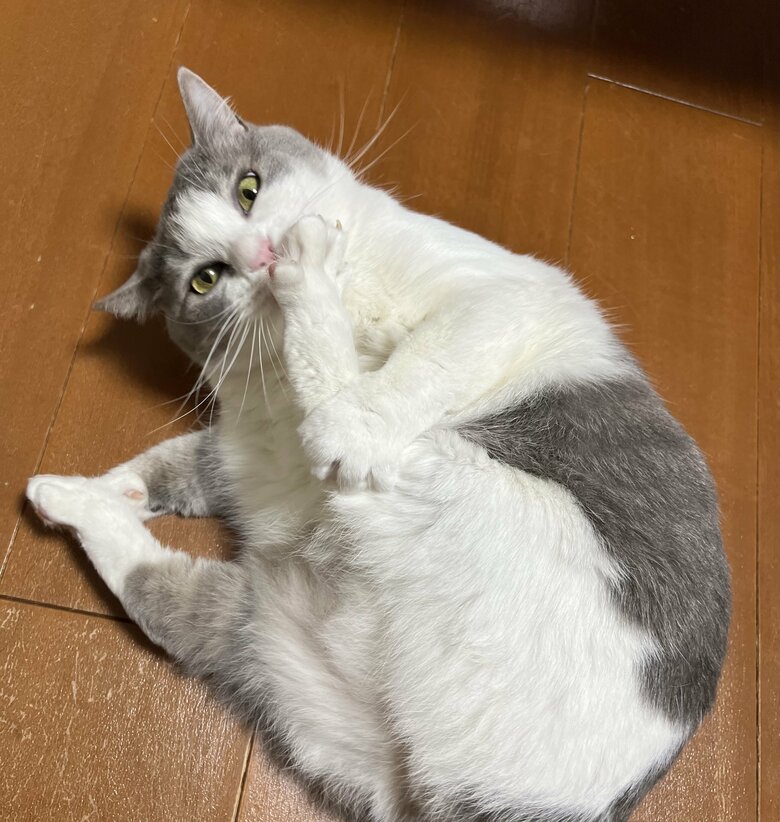 提供：いずもん/まろ様さん