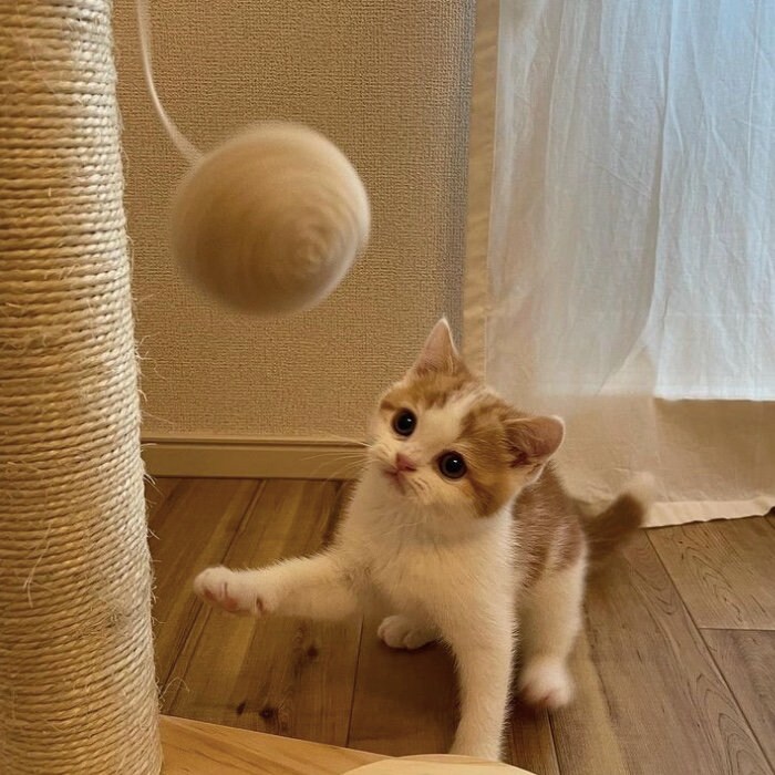 提供：こなつさん