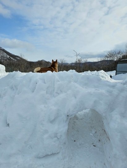 雪山の上で日向ぼっこ中のおみつくん