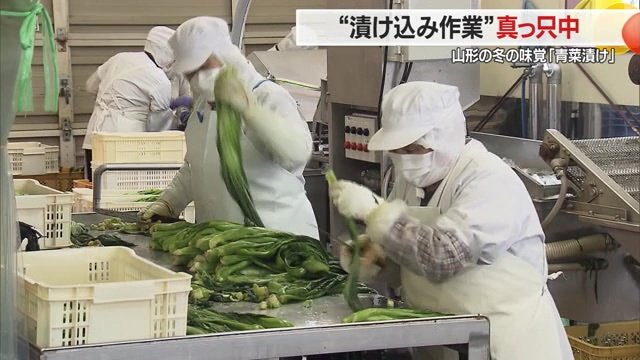 青菜の漬け込み作業