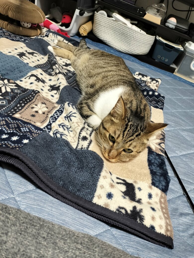 ね…こ…？（提供：猫のテトさん）