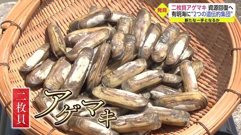 有明海の二枚貝「アゲマキ」