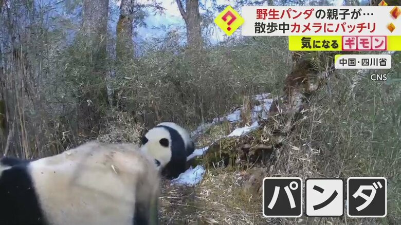 パンダの親子の散歩の様子