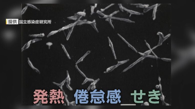 マイコプラズマ肺炎